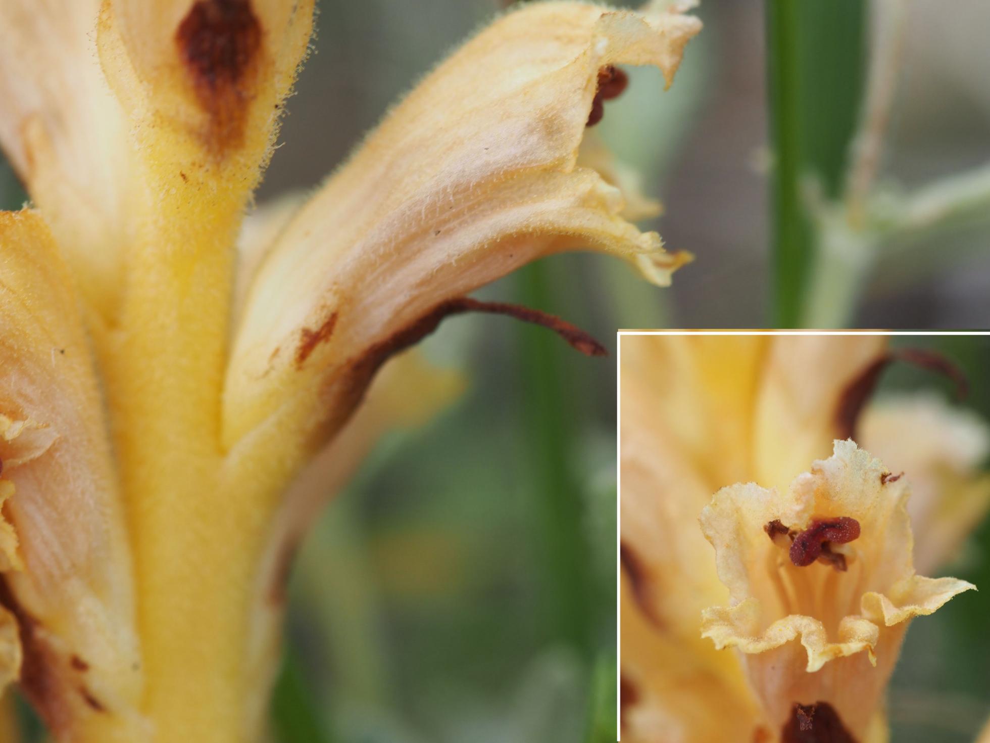 Broomrape, (of Teucriums)